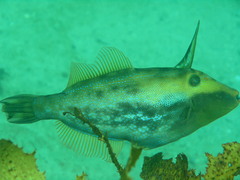 Meuschenia trachylepis