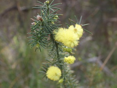 Acacia verticillata verticillata