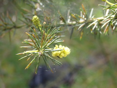 Acacia verticillata verticillata