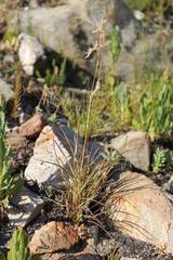 Cymbopogon marginatus