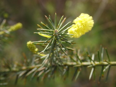 Acacia verticillata verticillata
