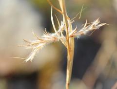 Cymbopogon marginatus