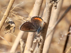 Euphilotes pallescens elvirae