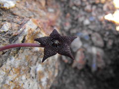 Stapelia similis