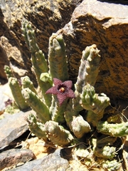 Stapelia similis