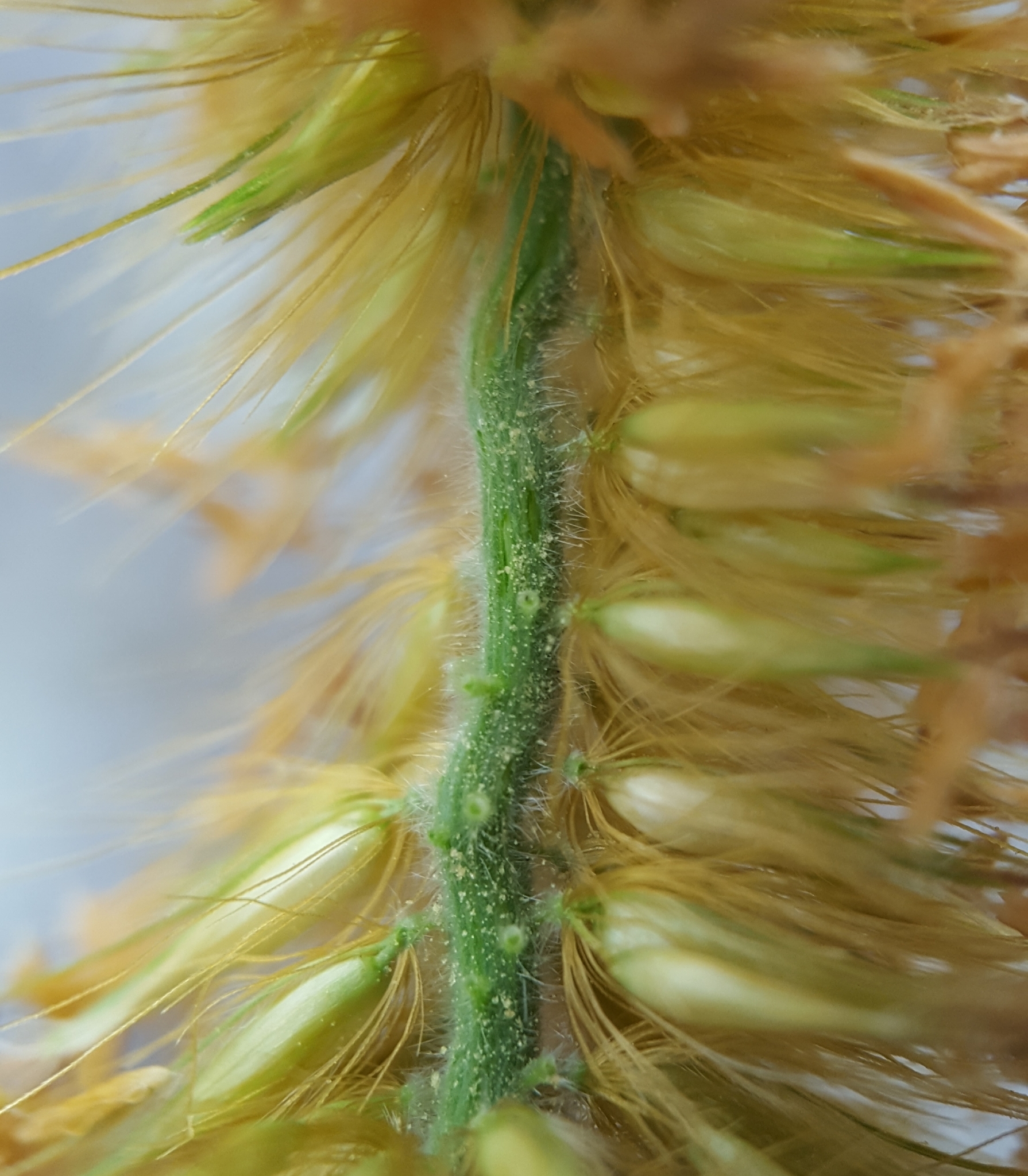 (c) François Rousseu, certains droits réservés (CC BY-NC) https://www.inaturalist.org/observations/91932788