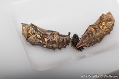 Vanessa itea