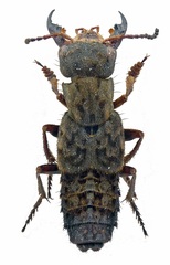 Ontholestes tessellatus