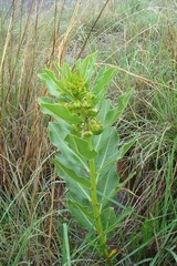 Pachycarpus asperifolius