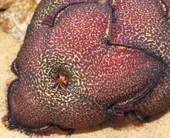 Tridentea pachyrrhiza