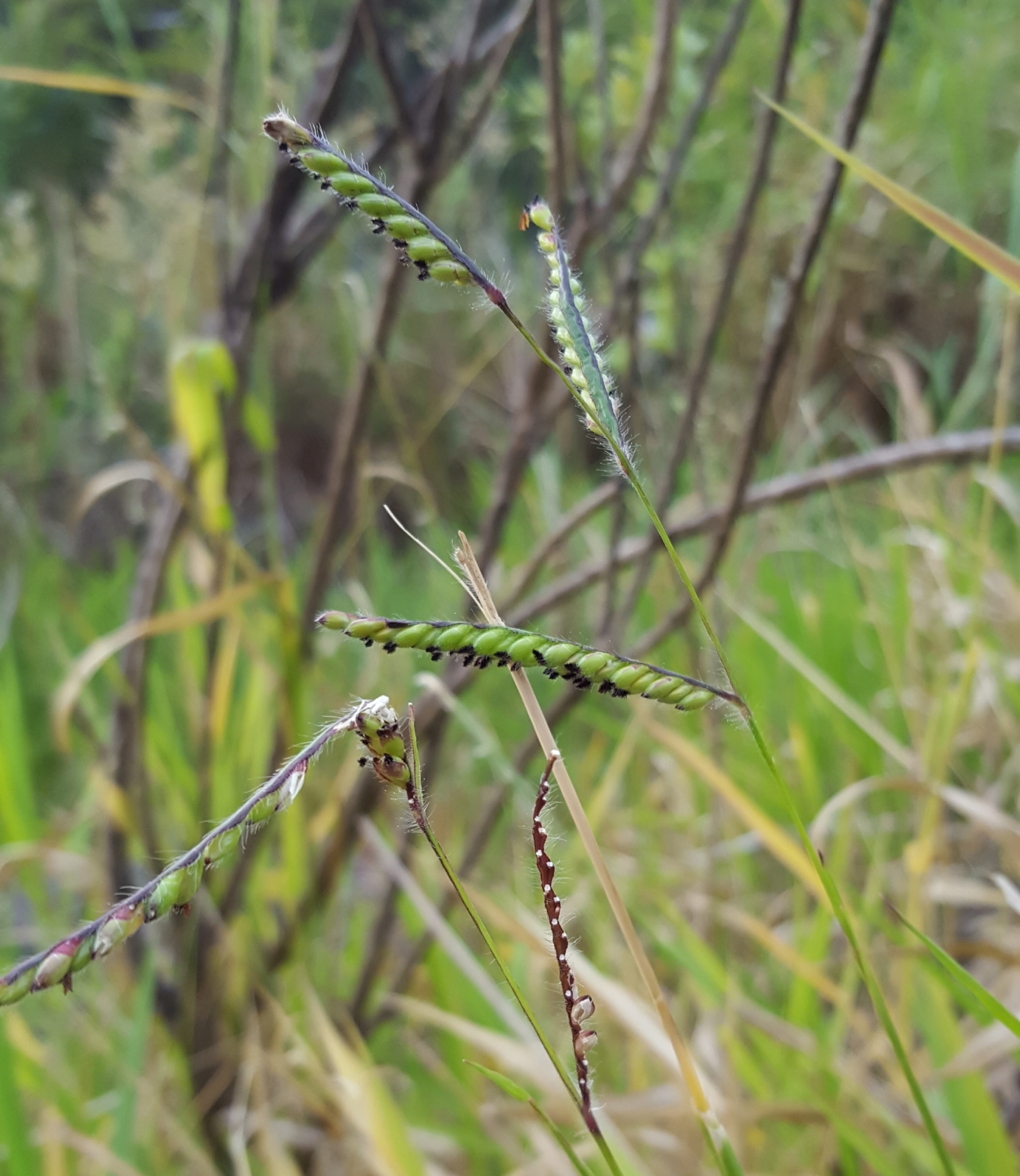 (c) François Rousseu, certains droits réservés (CC BY-NC) https://www.inaturalist.org/observations/91932901