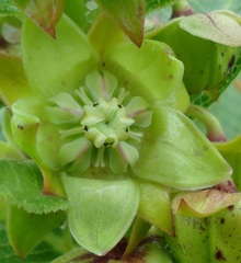 Pachycarpus asperifolius