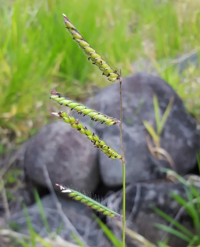 Urochloa eminii