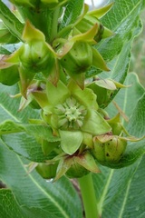 Pachycarpus asperifolius