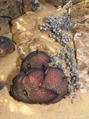 Tridentea pachyrrhiza