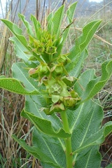 Pachycarpus asperifolius