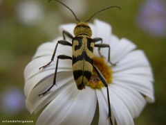 Chlorophorus varius