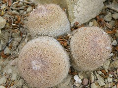 Epithelantha greggii polycephala
