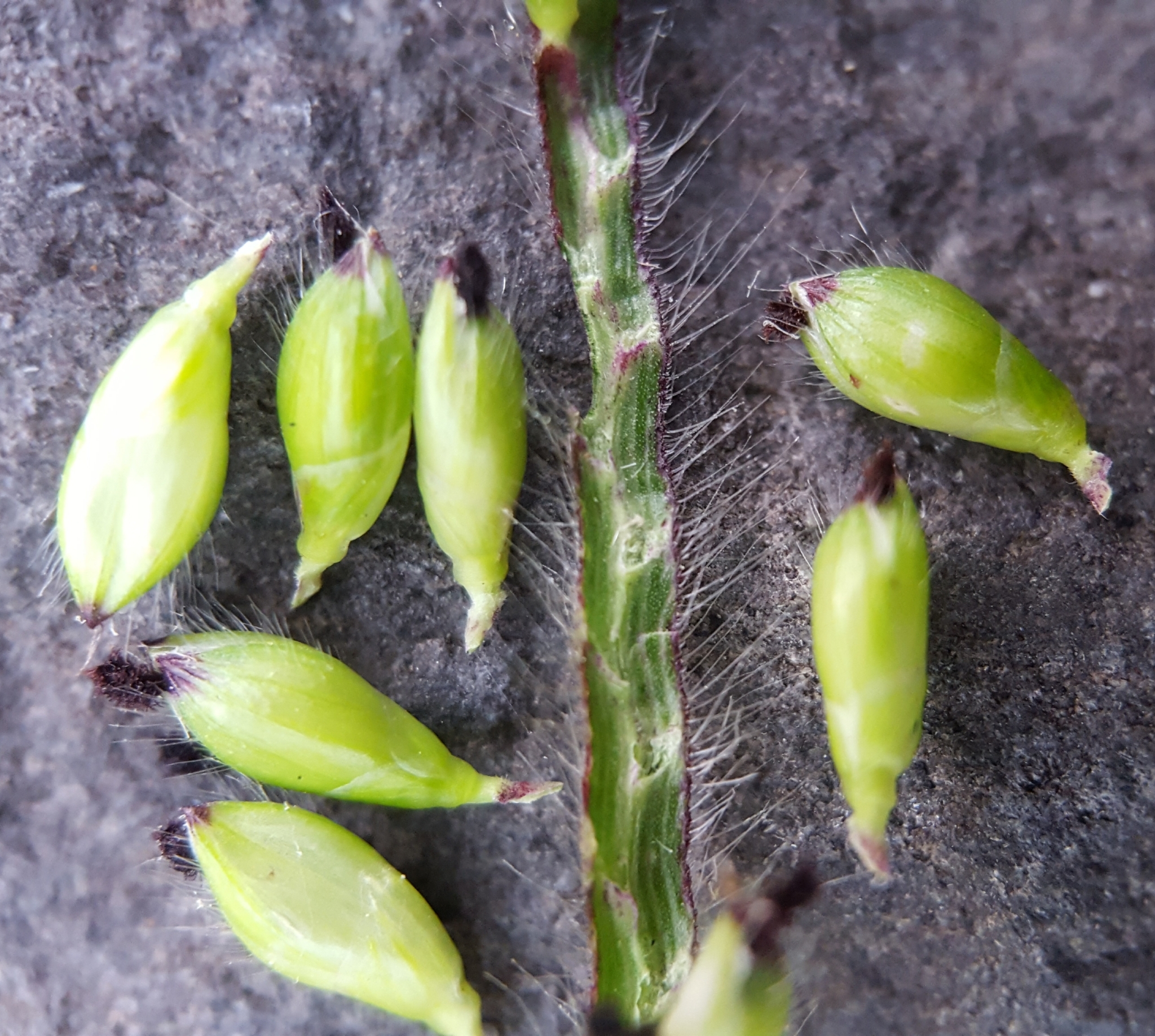 (c) François Rousseu, certains droits réservés (CC BY-NC) https://www.inaturalist.org/observations/91932901