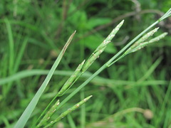 Glyceria notata