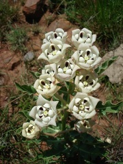 Pachycarpus schinzianus