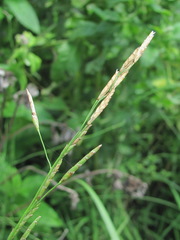 Glyceria notata