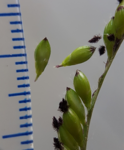 Urochloa eminii