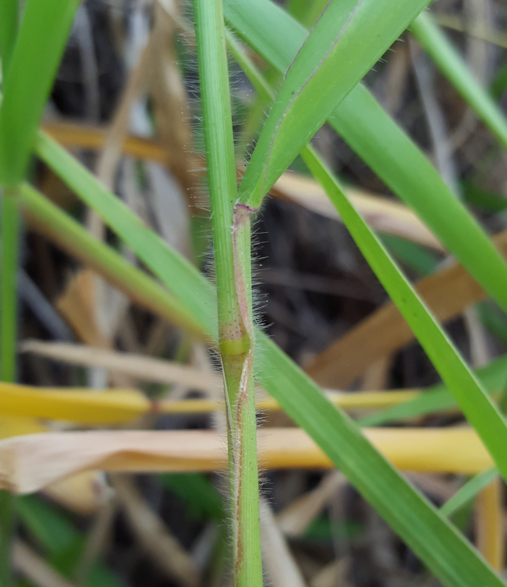 (c) François Rousseu, certains droits réservés (CC BY-NC) https://www.inaturalist.org/observations/91932901