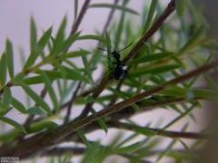 Anthelephila caerulea