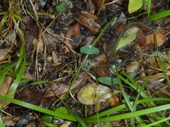 Cissampelos torulosa