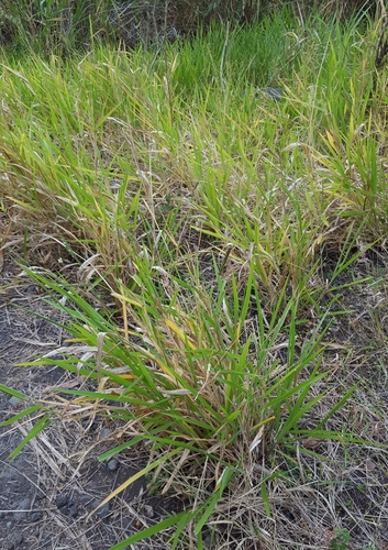 Urochloa eminii