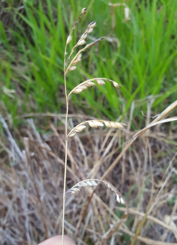 Urochloa eminii