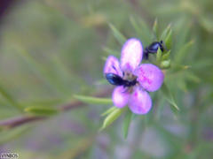 Anthelephila caerulea