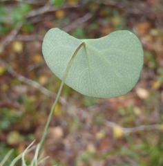 Cissampelos torulosa