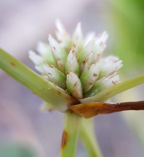 Mariscus dubius image