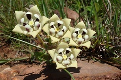 Pachycarpus schinzianus