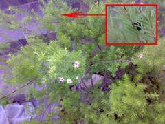 Anthelephila caerulea