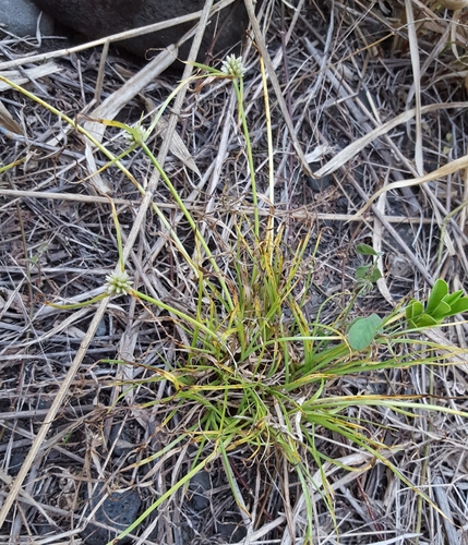 Mariscus dubius image