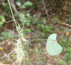 Cissampelos torulosa