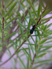 Anthelephila caerulea