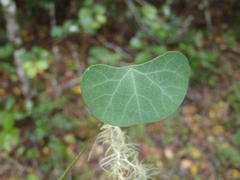 Cissampelos torulosa