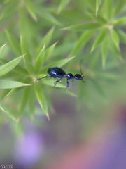 Anthelephila caerulea