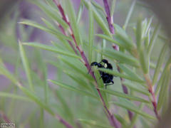 Anthelephila caerulea