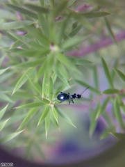Anthelephila caerulea