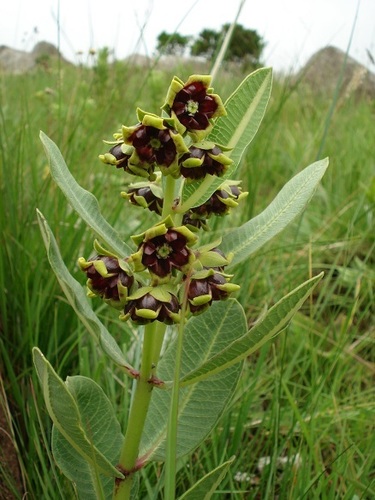 Pachycarpus galpinii image