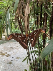 Attacus