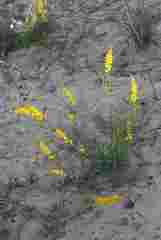Lebeckia