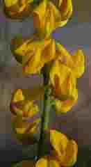 Lebeckia