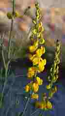 Lebeckia