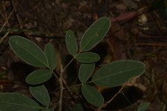 Grona nemorosa